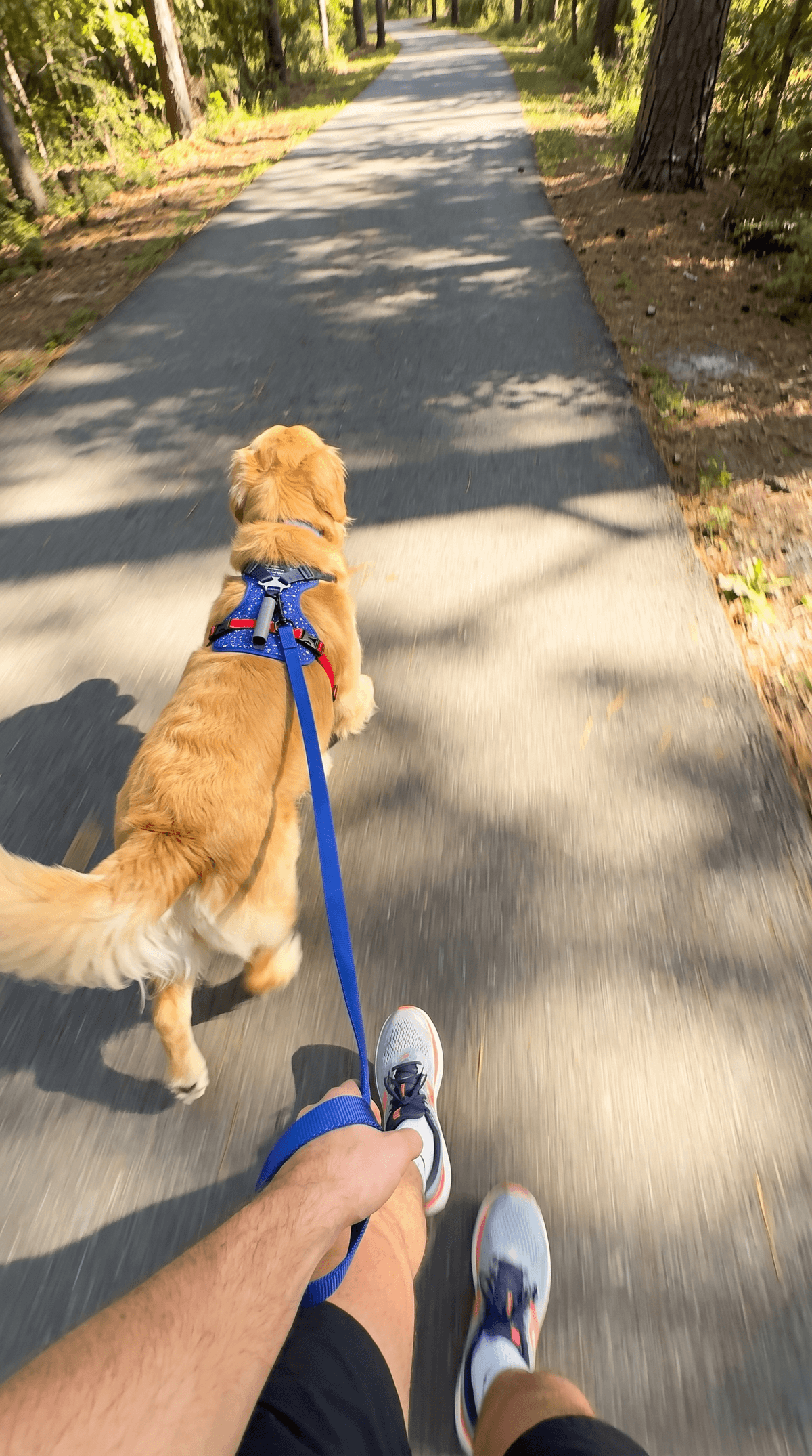 Maya & Cooper on a walk in the LEOLAB harness
