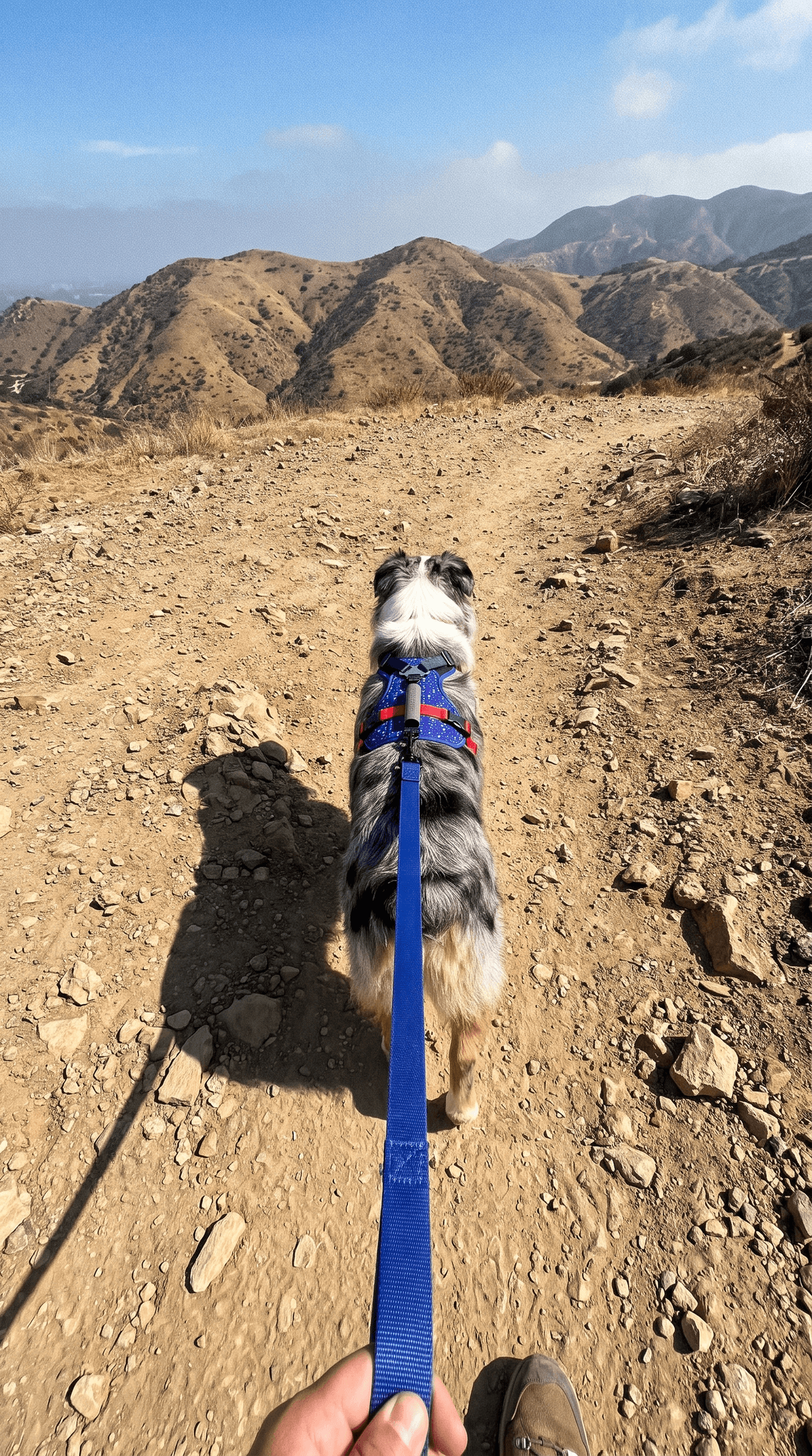 Priya & Bear on a walk in the LEOLAB harness