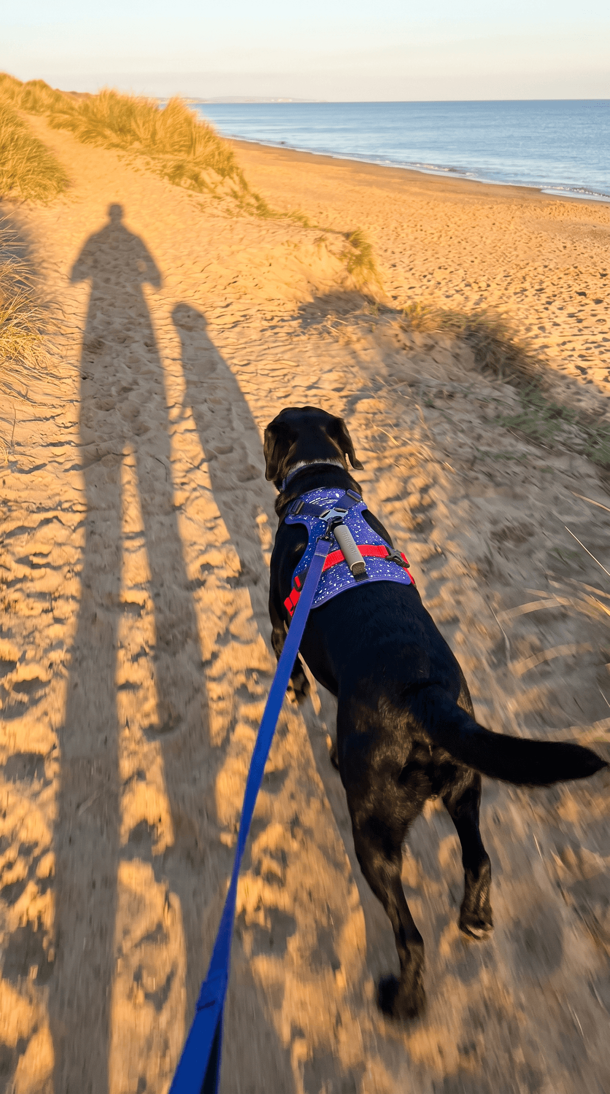 Sam & Ziggy on a walk in the LEOLAB harness