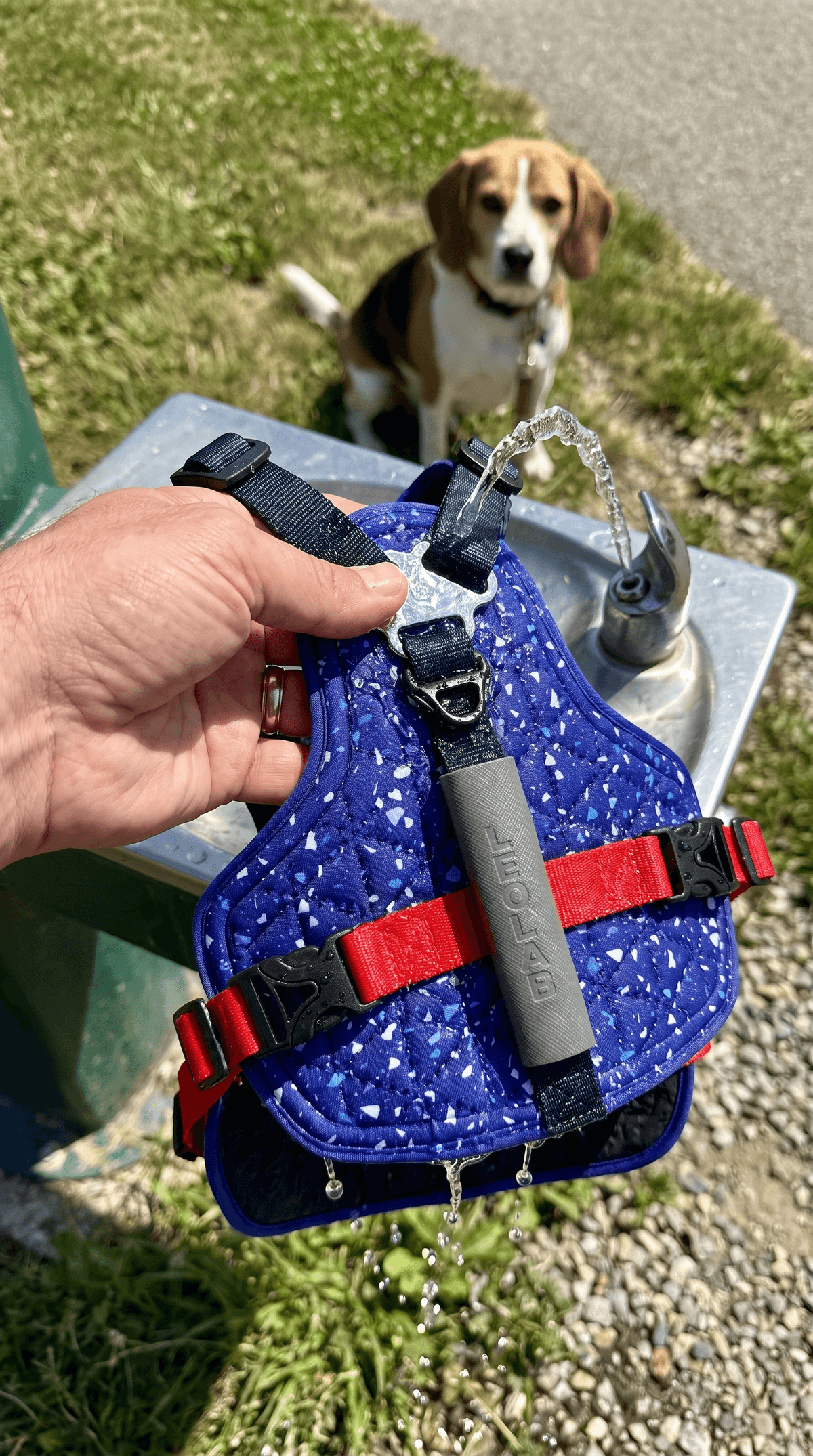 Tom & Rosie on a walk in the LEOLAB harness
